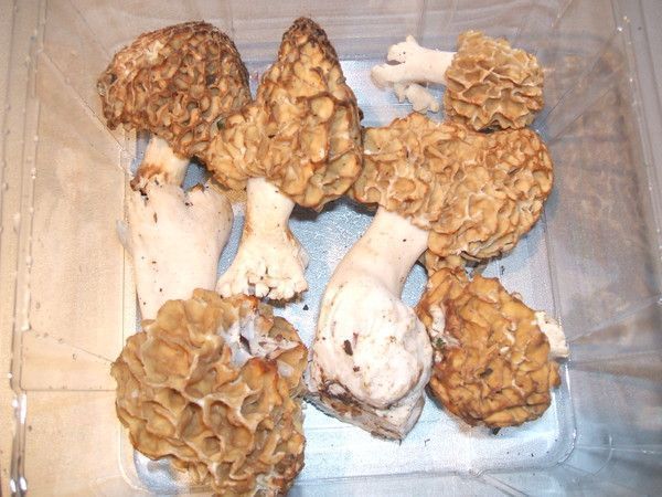 gare aux moriiiiiiiiilles !!!!